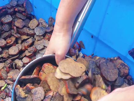 将浸润好的何首乌片放入蒸笼内,蒸的过程,一层何首乌,一层黑豆芝麻,层层叠加。黑豆、黑芝麻具有补肾水,敛厥阴等方面的作用……