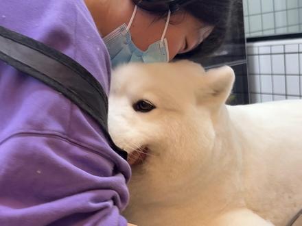 养到北极熊了… #萨摩耶 #狗狗 #一坨棉花糖狗狗 #毛茸茸