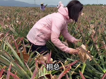 凤梨和菠萝,你更喜欢哪一个? 我喜欢树上熟、海南金钻凤梨。#海南水果 #金钻凤梨 #菠萝
