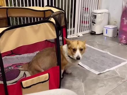 球球这次真的要生了吗,紧张#日常vlog #萌宠出道计划 #一定要看到最后 @DOU+小助手