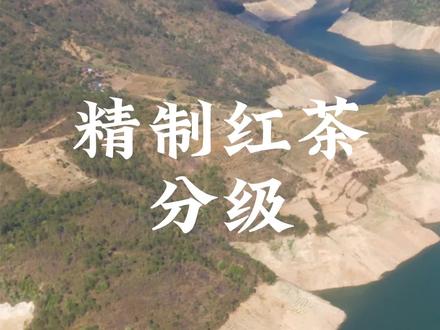 今天给大家讲精制红茶的分级#凤宁号 #滇红茶 #凤宁号