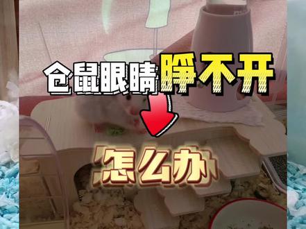 仓鼠眼睛睁不开怎么办?眼眶发红也是一样的原理哦。#金丝熊 #新乡仓鼠 #科学养鼠