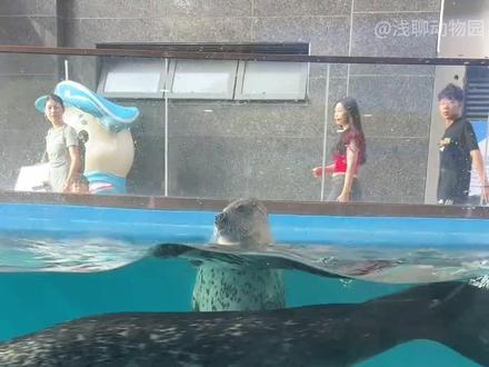 海豹 海豹为什么会在水里站立?#动物解说 #海豹
