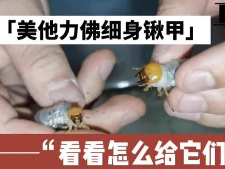 美它利佛细身赤锹甲换土日常#甲虫#锹甲 #甲虫宠物 #锹甲虫 #宠物