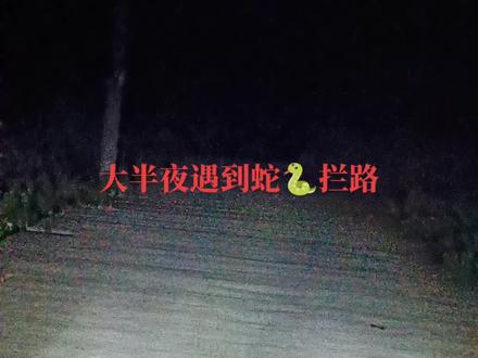 遇蛇拦路,什么兆头噢#乡村小道 #蛇🐍
