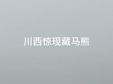 川西惊现藏马熊,还好我没过去!
#川西 #藏马熊