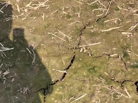 丁草胺和苄嘧磺隆加量撒施;封闭效果挺不错的!这块田播下去已经13天了!