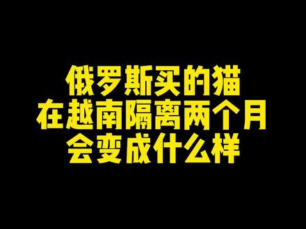 这只俄罗斯回国的小猫,会不会掌握三国语言?#缅因猫 #萌宠出道计划 #俄罗斯猫