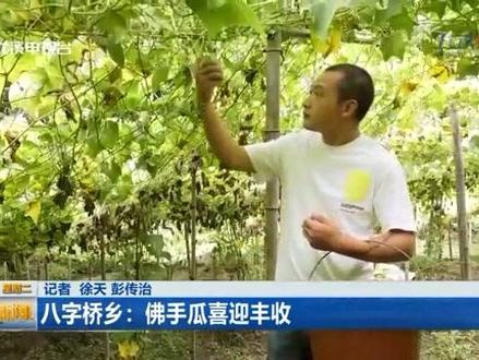 八字桥乡:佛手瓜喜迎丰收