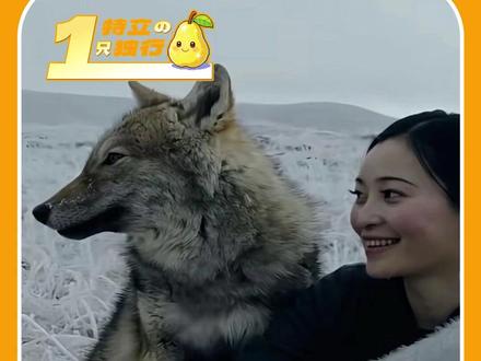 “格林,如果有来生我愿转世为狼,和你成为真正的母子” #重返狼群 #格林 #李微漪 #纪录片