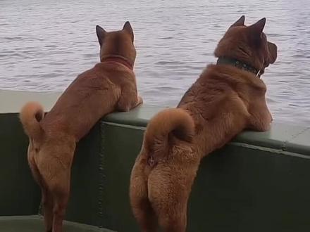 狗狗的快乐生活#萌宠出道计划 #狗狗成精 #搞笑配音