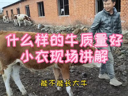 养牛想赚钱,牛的质量得好。小衣现场讲解怎么分辨牛的质量。