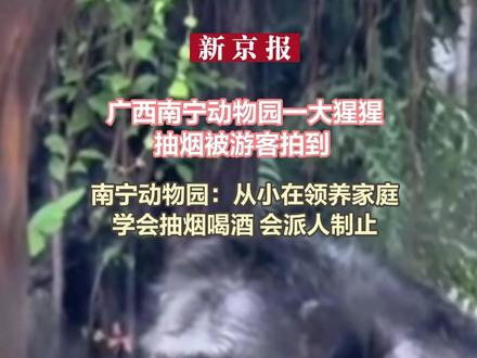 大猩猩抽烟被游客拍到 南宁动物园:从小在领养家庭学会抽烟喝酒 会派人制止