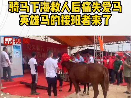 泉州晋江,赠马仪式召开!骑马下海救人后痛失爱马,英雄马的接班者来到了他的身边