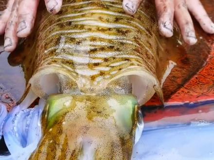 大尾鱿保鲜去内脏#钓鱼 #海鲜 #路亚 #珠海