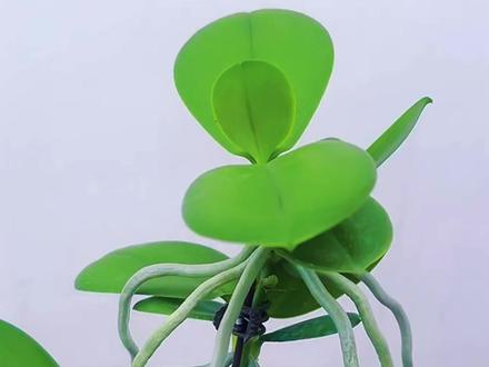 蝴蝶兰高芽繁殖方法,简单成活率高#蝴蝶兰 #花卉绿植 #蝴蝶兰种植方法 #养花小知识