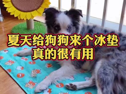 冰垫并不是给狗狗散热的#狗狗 #宠物冰垫 #宠物用品 #夏季冰垫