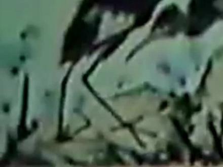 李苦禅先生画鹰视频#名人字画 #国画 #传统文化