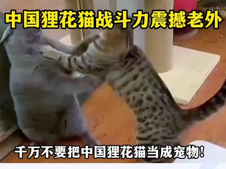 中国狸花猫战斗力震撼老外!南非网友:千万别把狸花猫当成宠物猫 #国际#硬核深度计划#全球创作者计划