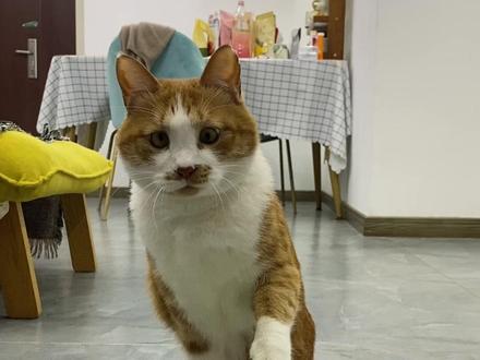 坏了 好像真给它学会了
它好像真的知道哪个是萝卜了
#我和我的猫 #萝卜纸巾猫 #萌宠认物挑战 #猫猫 #猪咪