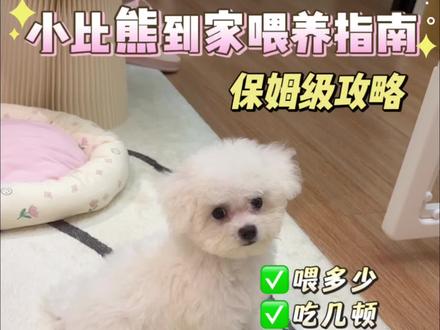 小比熊到家喂养指南✅保姆级攻略❗️#新手养狗攻略 #养狗经验分享 #小狗到家注意哪些事情 #宠物科普