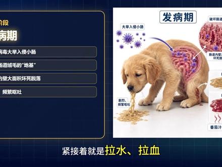 狗狗细小是怎么发病的?怎么治疗?日常如何预防?陈老师一次性给你讲清楚。#狗狗细小 #细小怎么治 #狗狗健康 #金毛