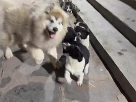 骏良的新英雄:被窝 被窝与小杜小姐姐的碰面时刻,被窝还会邀请凤一起玩耍,真让人稀罕,最后沉浸式观看被窝玩耍时刻#骏良 #骏良直播 #阿拉斯加 #被窝 #我是来加入这个家的