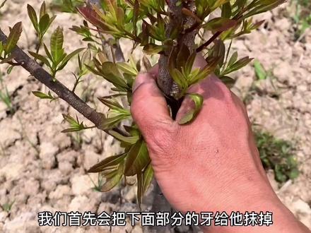#创作灵感 刚种下的#杨梅苗 等叶子长到5cm左右抹芽。#新农人计划2021 #杨梅管理 #慈溪杨梅