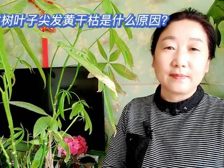 发财树叶子尖发黄干枯是什么原因?看完明白了 #养花小知识