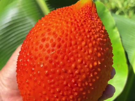 盘点那些奇怪水果,有你认识的吗? #水果