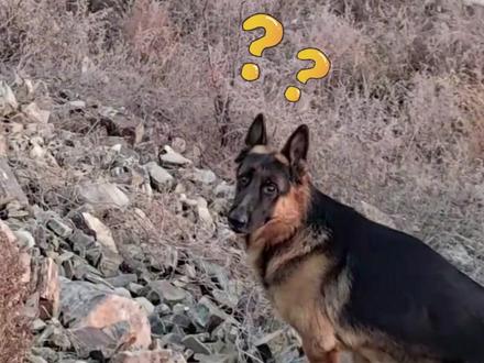 羊群不听话,放羊人借牧羊犬的名头“吓唬”它们。网友:这些羊竟然能听懂喊数