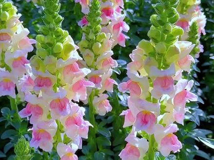 枯萎后变成骷髅头的花#金鱼草 #鲜花 #花语 #花泽订花