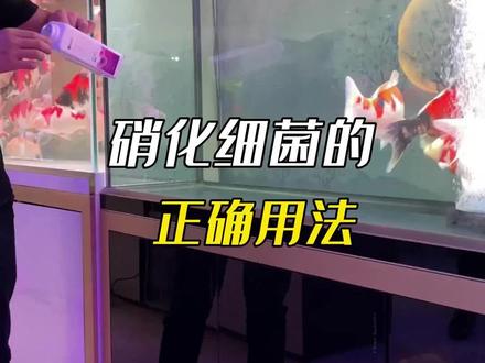 硝化细菌的正确用法,避免浪费钱又交智商税#硝化细菌 #水族 #观赏鱼 @DOU+小助手