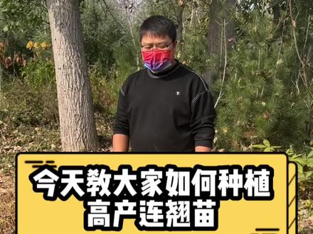 今天教大家如何种植高产连翘苗。#连翘种植 #种植 #连翘树苗 #中药材种植基地 #抖音助农 @抖音小助手