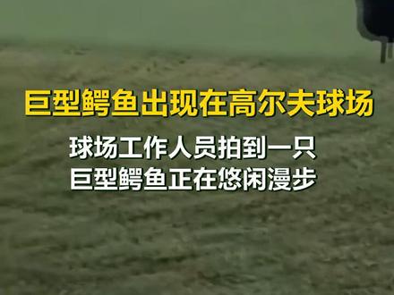 高尔夫球场突现巨型鳄鱼,网友称进了侏罗纪公园。