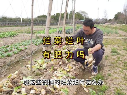 烂菜烂叶可以直接埋地里做肥料吗