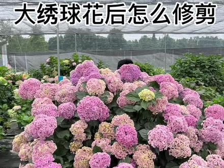 25加仑的绣球花后怎样修剪#绣球花 @抖音小助手 @原野花园野嫂