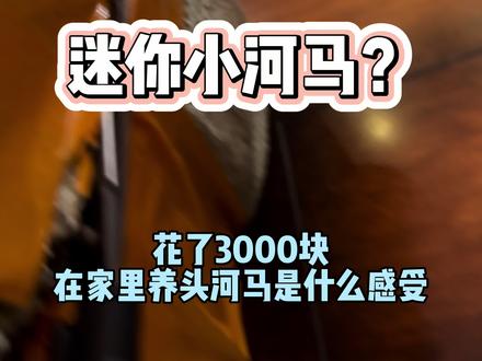 看上去也没有那么凶猛啊😂#迷你小河马