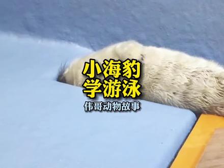 竖琴海豹出生12天就要离开妈妈,可是宝宝还不会游泳呢?#人与动物和谐共处 #萌宠 #治愈系