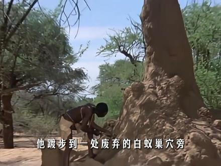 人类祖传妙计,利用狒狒贪婪,找到沙漠救命水源 #爱护自然保护野生动物 #奇妙动物在抖音 #动物科普 #非洲猴子 #科普动物知识