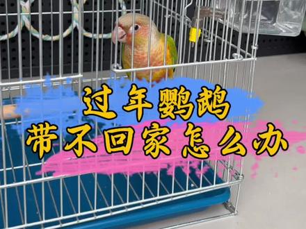 过年鹦鹉带不回家怎么办#鹦鹉鹦鹉萌萌哒逗鹦鹉 #鹦鹉 #手养鹦鹉 #萌宠 #宠物