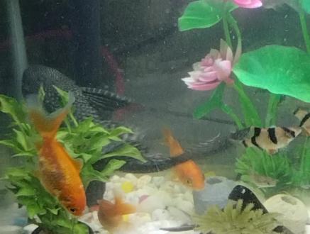 #养鱼养心 ,蓝曼龙鱼😣😣