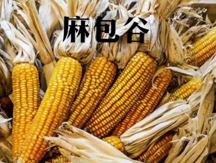 云南麻包谷详细解释#农村玉米棒