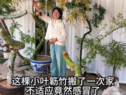 谁遇到过这种大面积黄叶问题,评论区讨论一下#小叶簕竹 #竹子