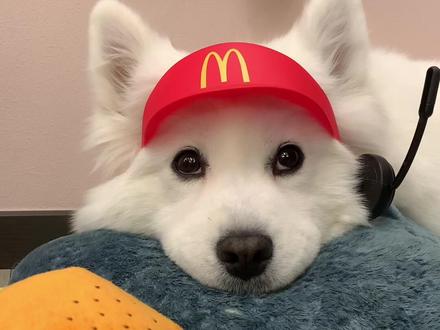 麦当当小狗欢迎您来 小狗不爱炸薯条🍟#萨摩耶 #麦门小狗来了#麦当劳玩具