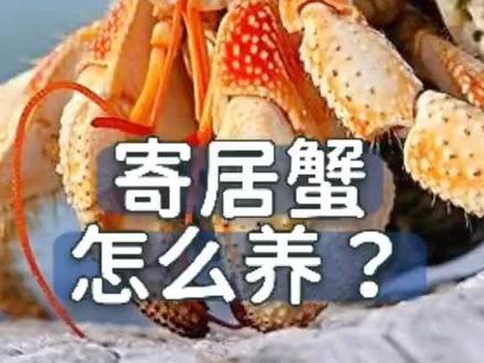 浅谈寄居蟹该怎么养#科普 #神奇动物在抖音 #奇妙的动物 #动物 #爬宠日常 @DOU+小助手