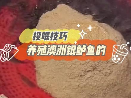 大家好!今天给大家讲一下养殖#澳洲银鲈鱼 的投喂技巧!#农村创业养殖 #水产养殖 #养殖基地 #鱼苗 @抖音小助手