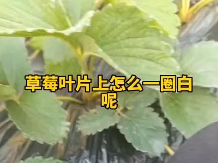 #草莓 #草莓🍓 #dou来一起种草莓 #种植小技巧 草莓叶子上发白是白芬前兆吗