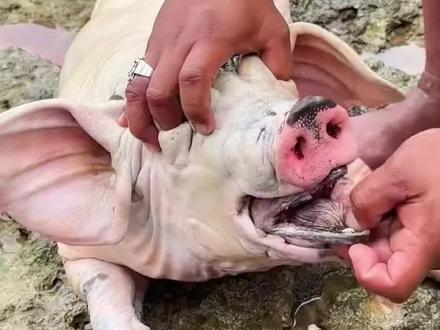 这些鱼千万不能吃,你知道吗?#鱼 #保护野生动物 #神奇动物在抖音