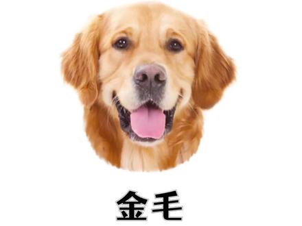 当你摸金毛的爪子时,它会怎么想?#金毛犬 #狗狗日常 #养狗的乐趣 #科学养宠攻略 #萌宠出道计划